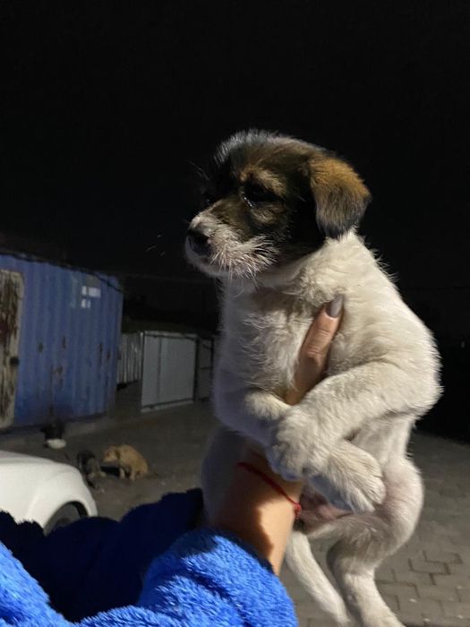 Дарю щенков девочки и мальчики