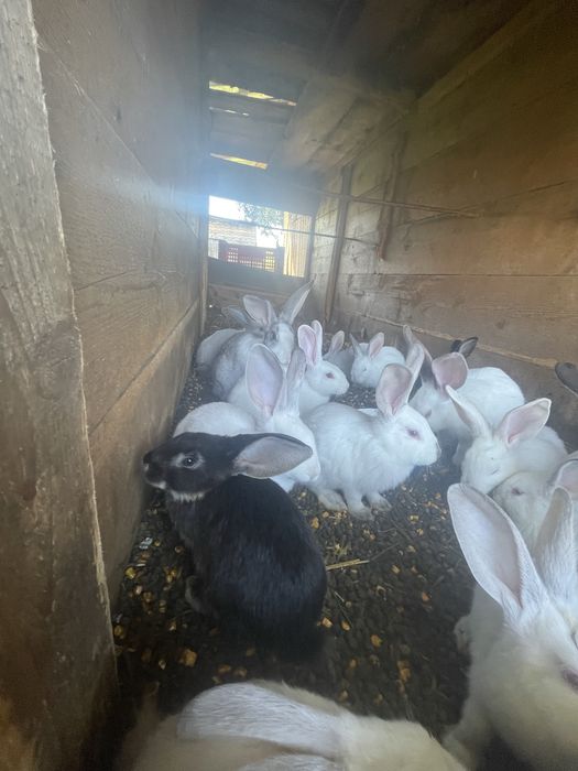 Vand iepuri de 5 saptami si alti de 3 luni