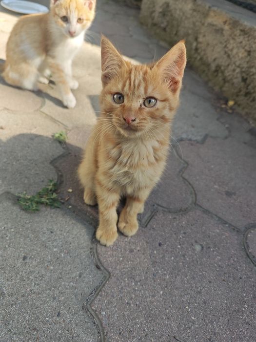 Отдам классных котят в добрые руки