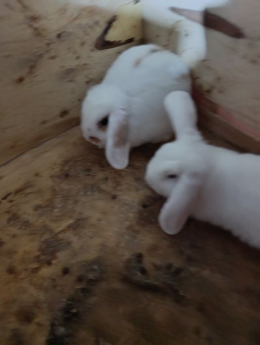 Karlik baran bolalari va ota onasi sotladi