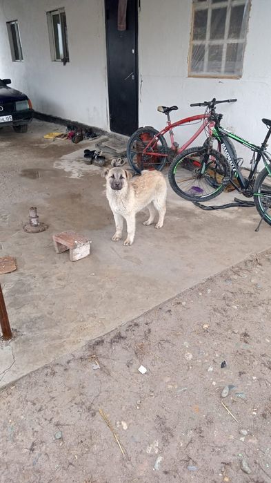 күшік сатылады қазақй Жаркент қаласы