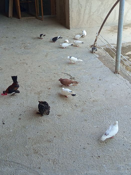 Кабутар жужалари сотилади