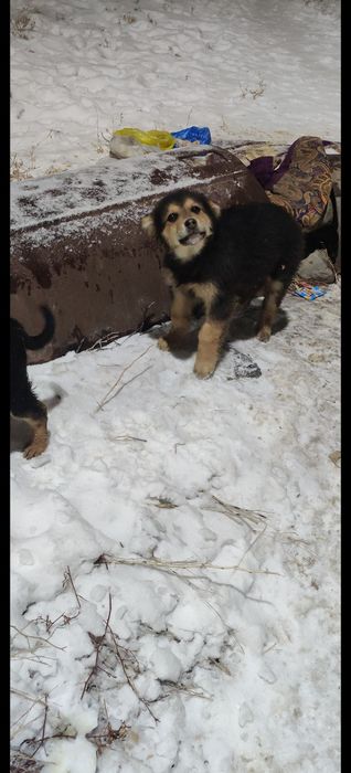 Щенки ищут семью