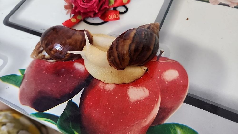 Соглом актив улиткалар бор сотувда