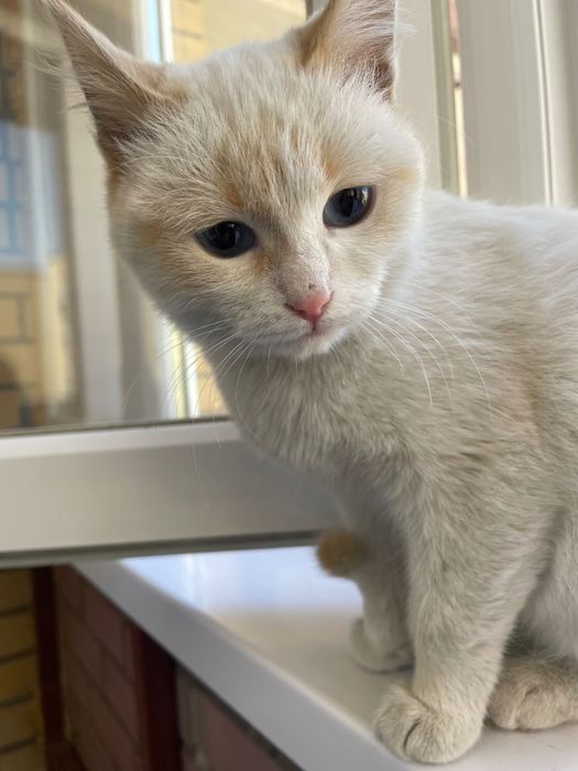 Отдам котенка даром
