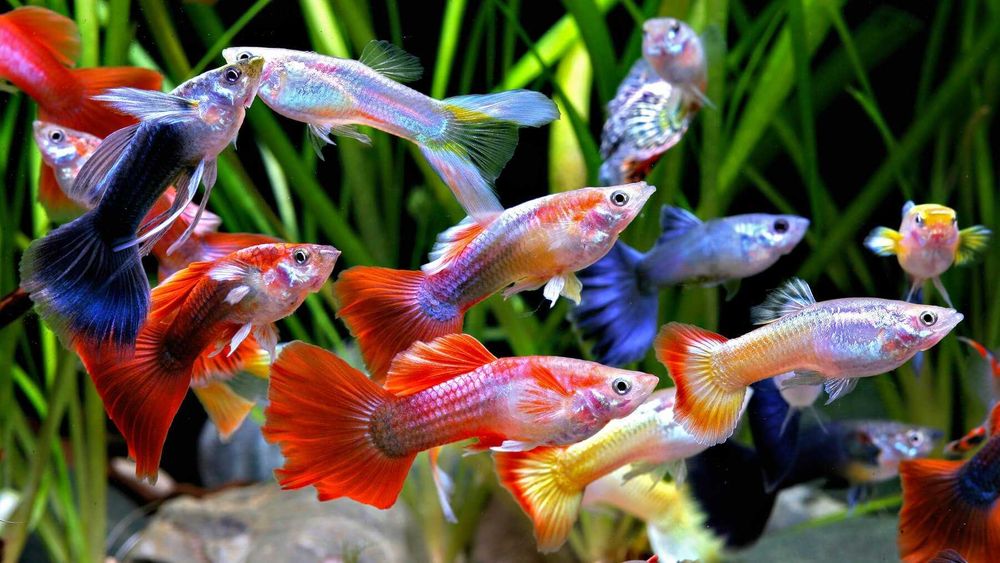 Аквариумная рыбка "Гуппи"