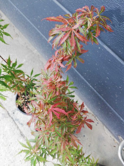 Artar Japonez Rosu (altoit) Bloodgood SumiNagashi RedEmperor