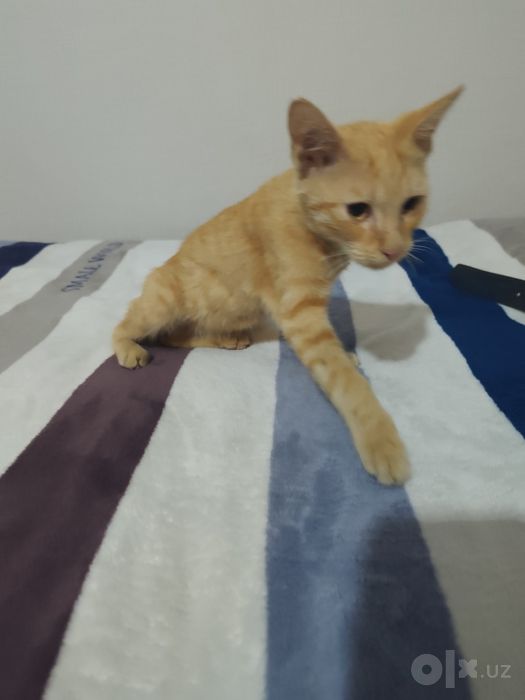 Отдадим кота лаского