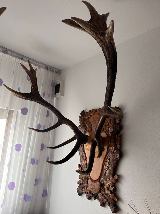 Coarne de cerb , greutate peste 8.5 kg perechea