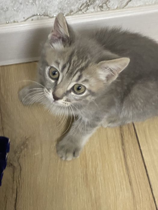 Котенек в добрые руки