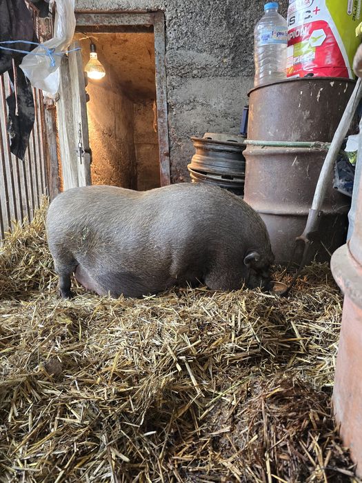 виетнамски прасета