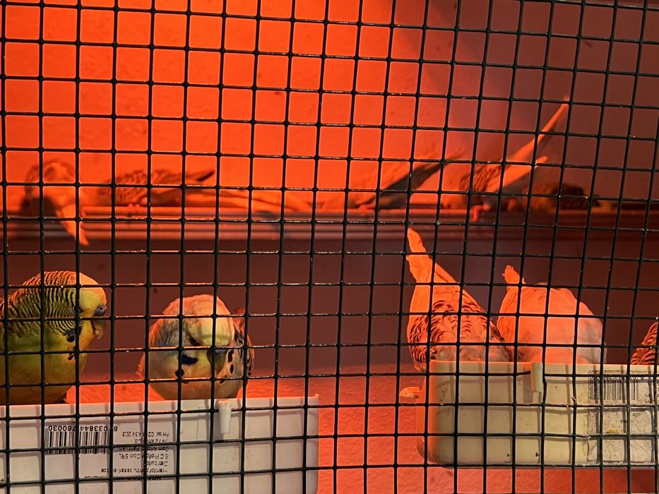 Peruși standard și semistandar