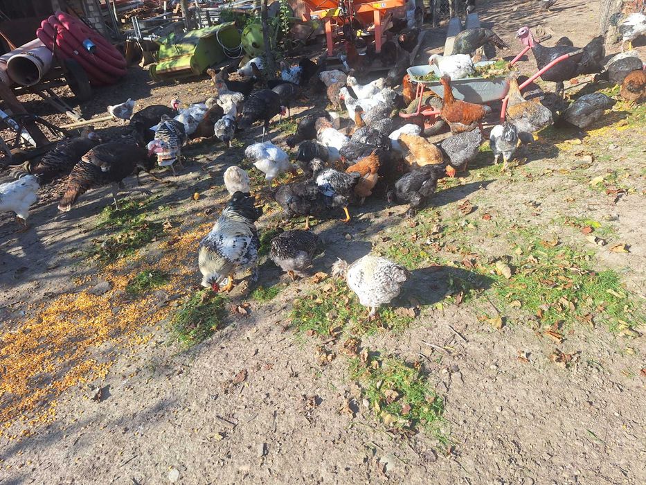 Gaini si cocosi serie 2025