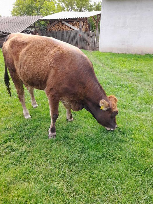 Vând vacă rasa Angus, în vârstă de doi ani, la prima fătare, culoare brună.   Pentru detalii sunați la număr de telefon 0751197375.