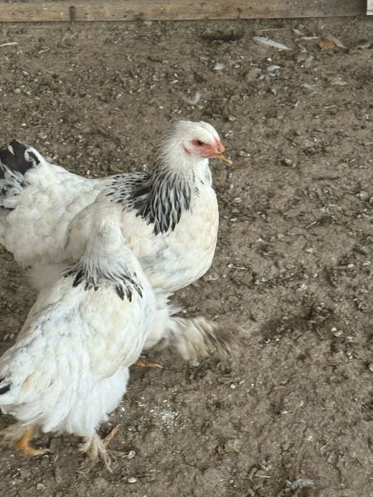 Продам молодых породистых кур.