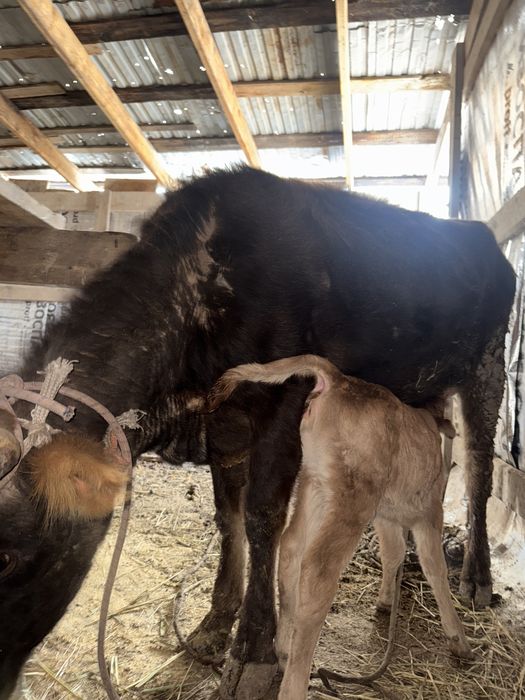 Корова с теленком