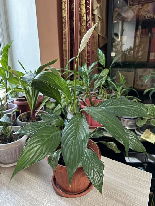 Женское счастье цветущее много