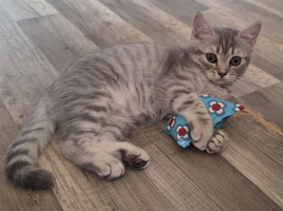 British shorthair fetita