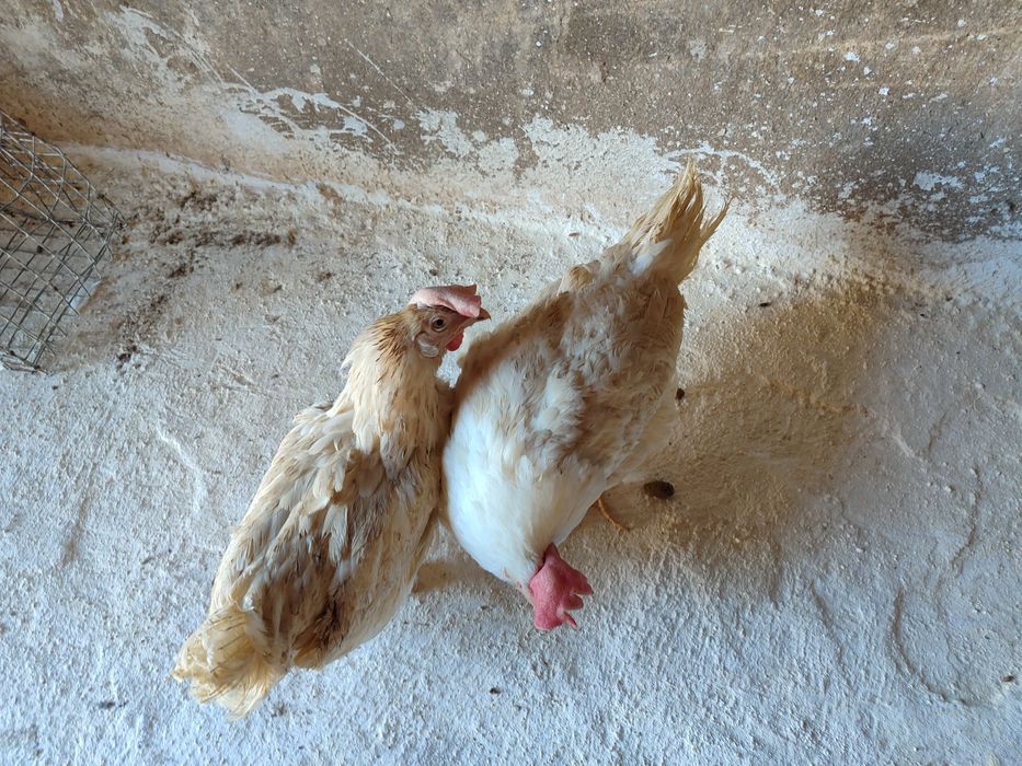 Продаётся куры несушек