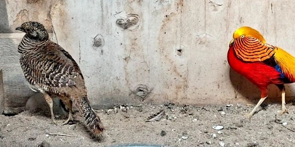 Продам, золотую самку.