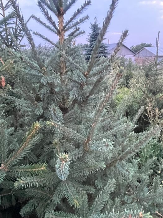 Колючий ели, выращенные нами
