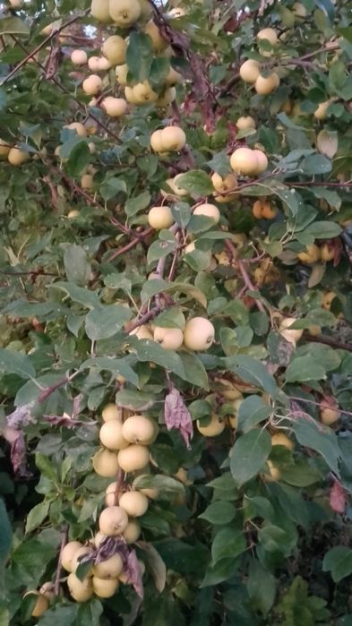 Продам дачу в обществе Ромашка