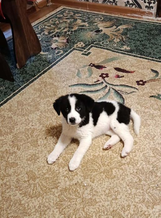 Малинка ищет дом !