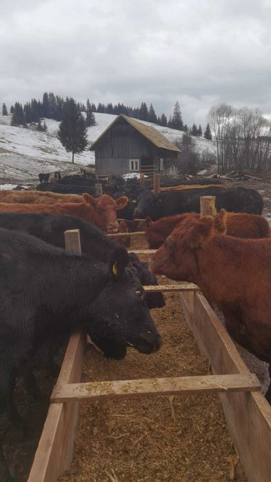 vând două vițele metis de angus