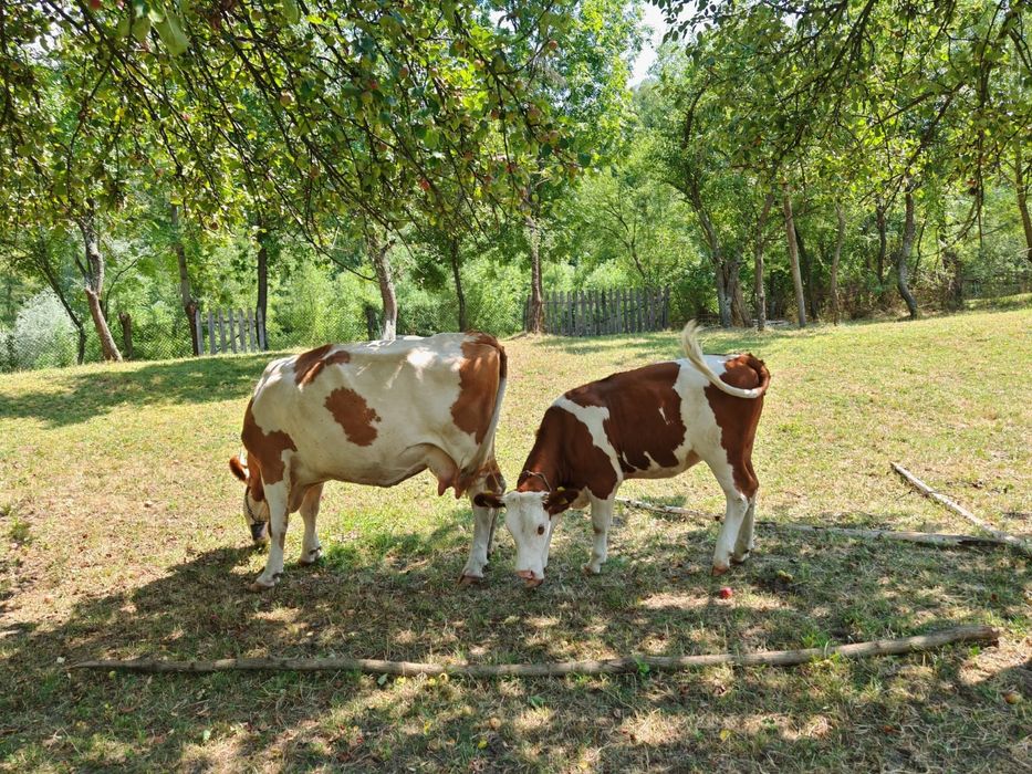 Vând vaca cu vitea bălțată romaneasca