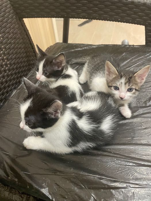 Котята бесплатно