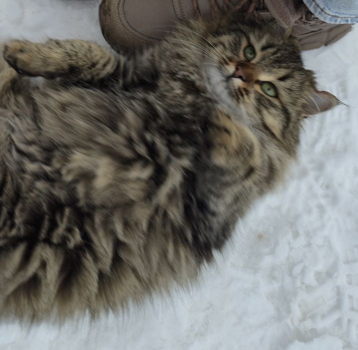 Пристройство кошечки