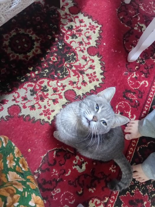 Бесплатно кот мужик