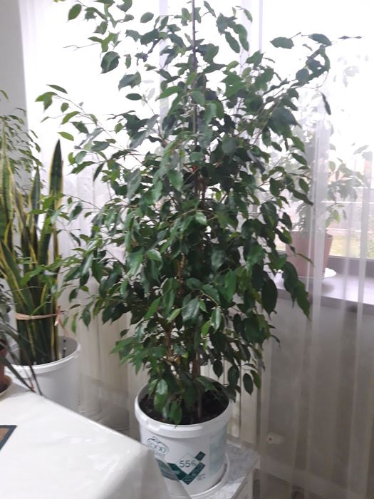 Продам комнатные деревья