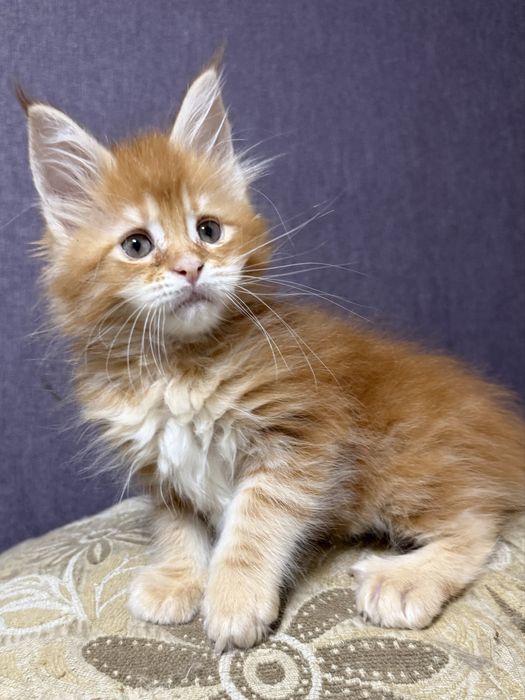 шикарные котята мейнкуны