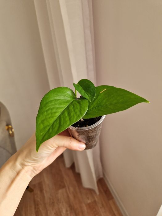 Эпипремнум золотистый от 500 тг