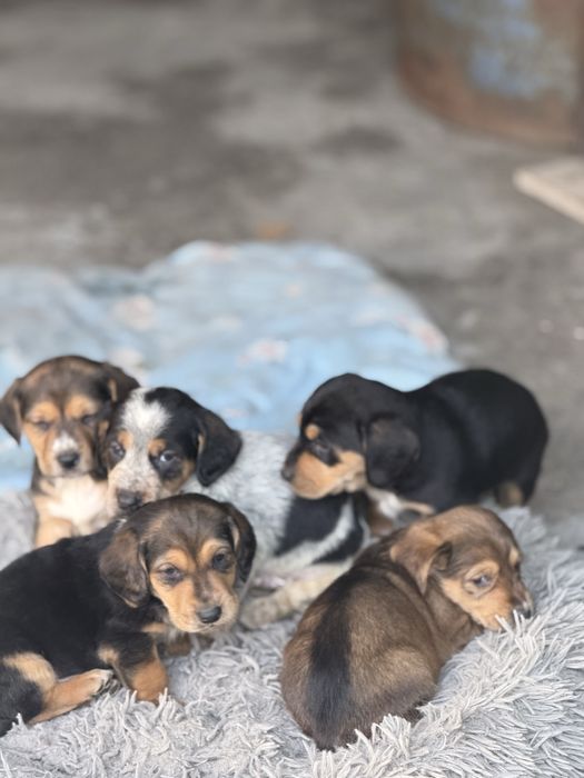 Продам Бассет Хаунд