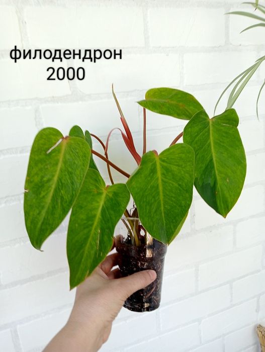 Продам комнатные цветы
