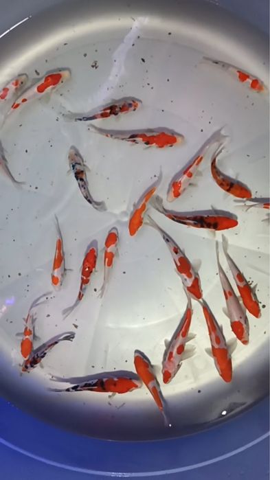 Коя  рыба для пруда