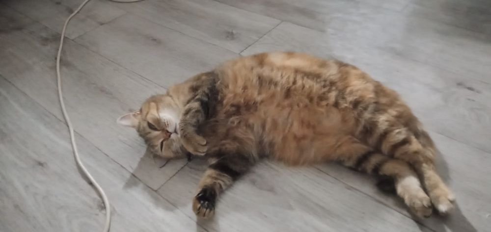 Отдам в хорошие руки