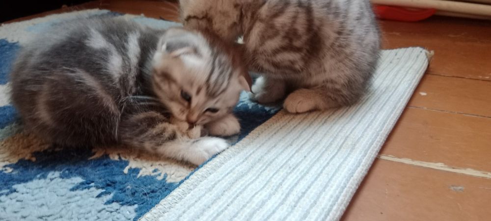 Котята шотландцы скотиш страйт