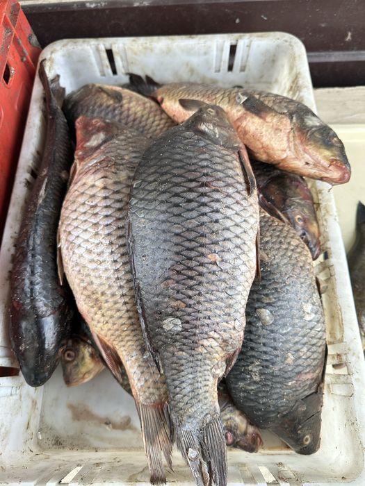 Продам рыбу оптом