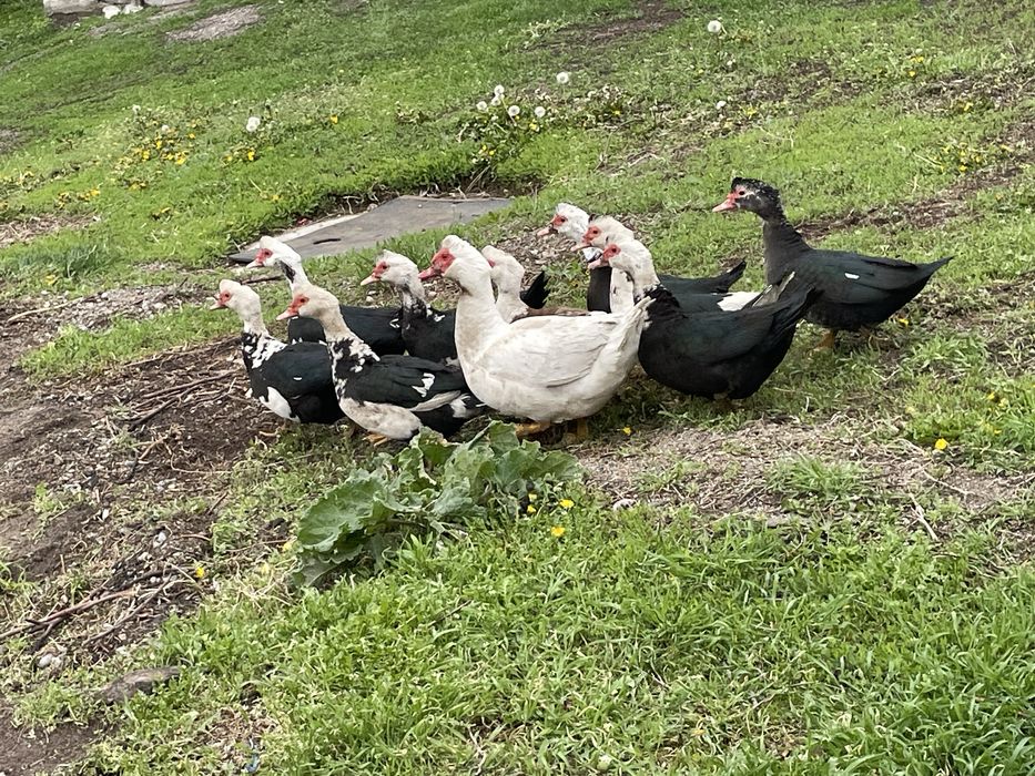 Продам домашних уток