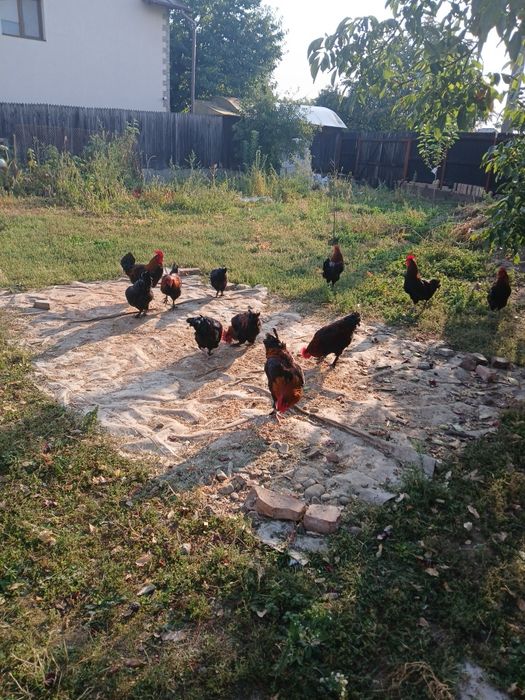 Vănd cocoși marans