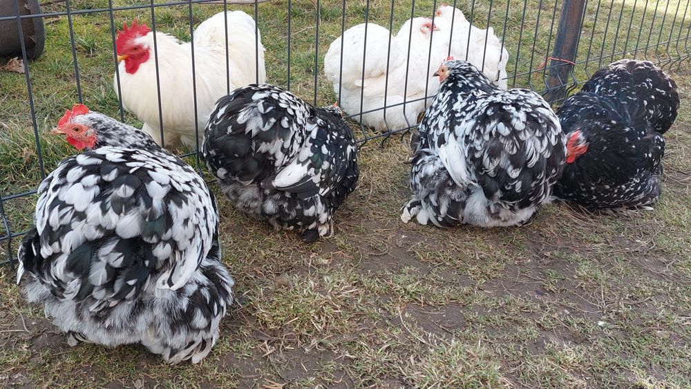 Cochinchina pitic  Ouă incubat