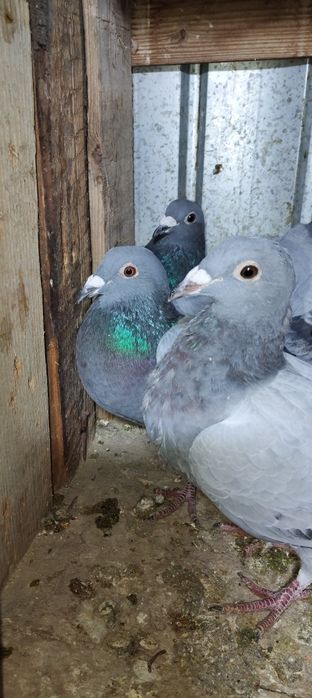 Vând porumbei voiajori