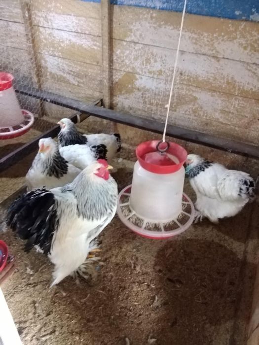 Vând familie brahma herminat deschis