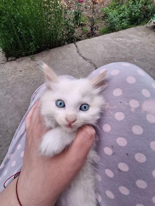 Котёнок мальчик сиамский