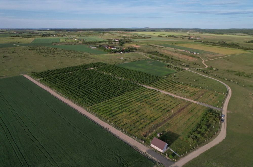 Parcele de vânzare Păușa