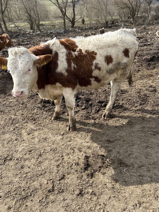 Vand tauras pentru monta