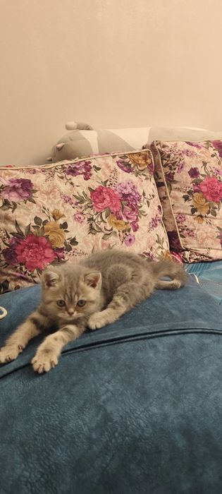 Продаются Котята